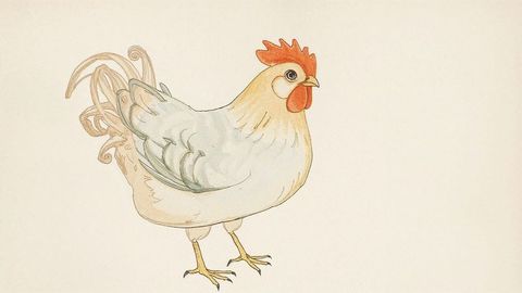 Watercolor cartoon chicken illustration with elegant curled feathers
