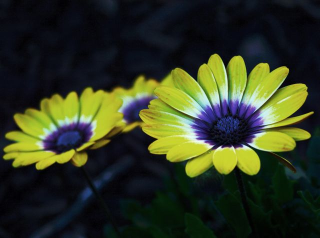 Yellow and Purple Petaled Flower - Download Free Stock Photos Pikwizard.com