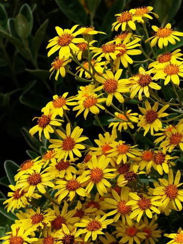 Yellow daisy-like flowers blooming in dense golden cluster with deep green foliage