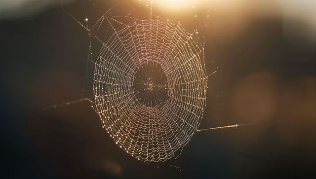 Radiant Spider Web Glowing in Sunlight with Water Droplets in Forest