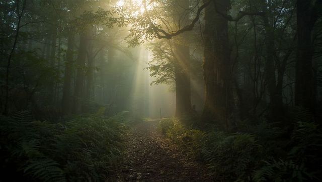 Sunlit Path Through Misty Enchanted Woodland