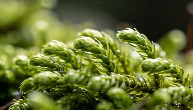 Macro moss fronds glistening with dew on moist forest floor, vibrant green texture and bokeh