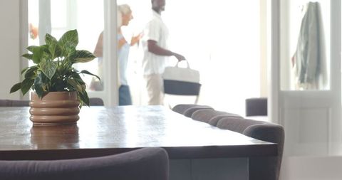 Modern Dining Room with Indoor Greens in Sunlit Apartment