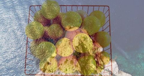 Vibrant green apples in red basket overlooking turquoise sea