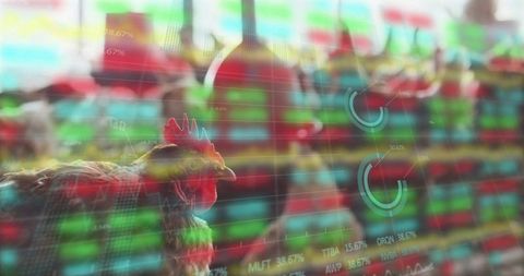 Live chicken analytics amid poultry market stock charts
