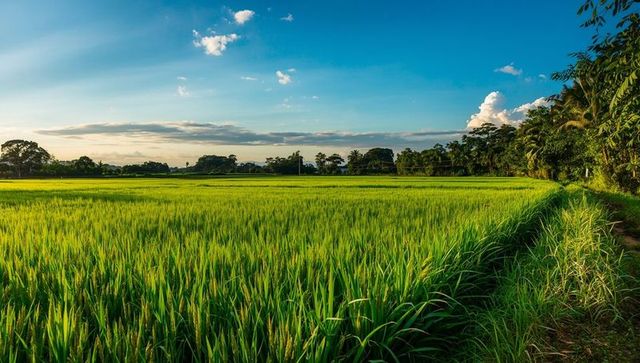 Lush Rice Field Swaying Gently Under Bright Sunlight