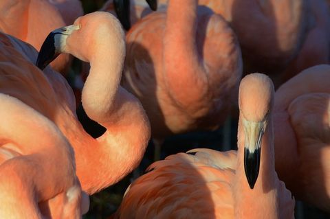 Close-up group of pink flamingoes with dense plumage