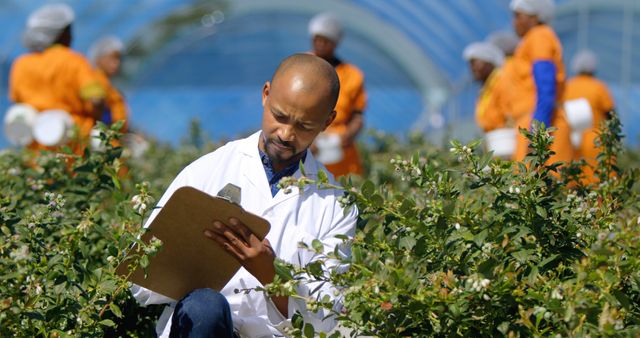 A bald man inspects blueberries while writing on a clipboard in a sunny greenhouse. - Download Free Stock Photos Pikwizard.com