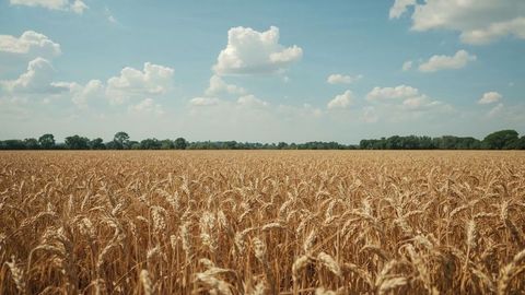 Vibrant wheat field under clear blue sky on tranquil day