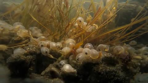 Underwater Macro Video Showing Translucent Seaweed Egg Capsules with Visible Eyespots