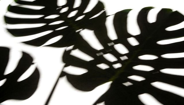 Monstera deliciosa silhouette overlapping leaves on white backlight minimal botanical art