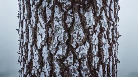 Slow zoom revealing frost-coated tree bark texture in foggy woods, macro vertical footage