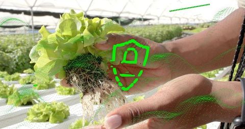 Urban farmer harvesting hydroponic lettuce