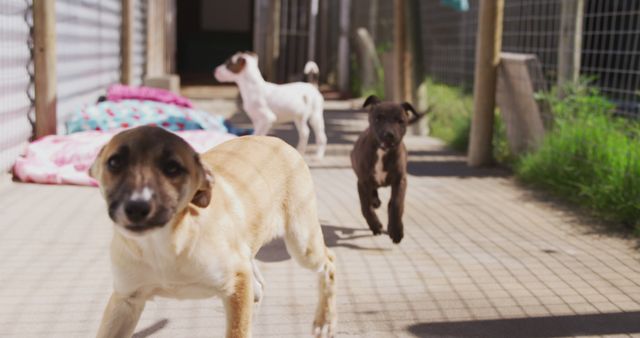 The image shows a group of puppies running and playing in a kennel yard. The sunlight casts shadows creating a warm atmosphere. Suitable for use in advertisements, promotions for pet adoption, or articles about playful animal behavior.