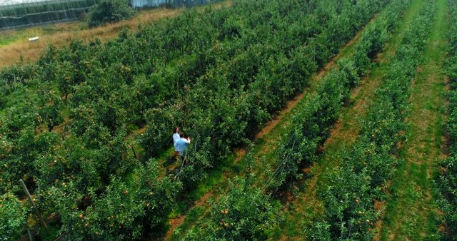 Farmer Inspecting Trees in Apple Orchard Field - Download Free Stock Images Pikwizard.com