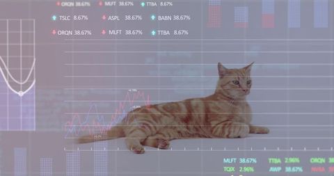 Ginger cat amongst financial graphs and data visualizations