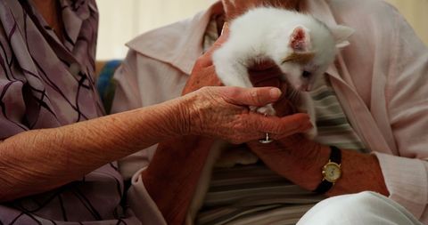 Elderly Woman Holding Cute White Kitten