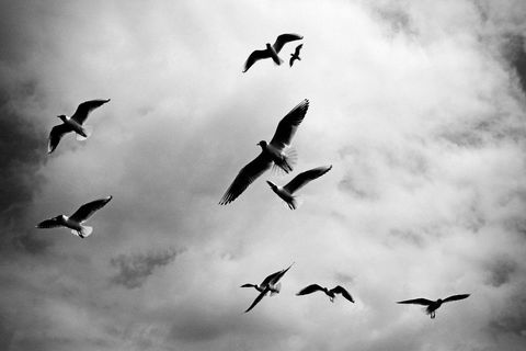 Black and White Seagulls Soaring Over Dramatic Cloud Sky
