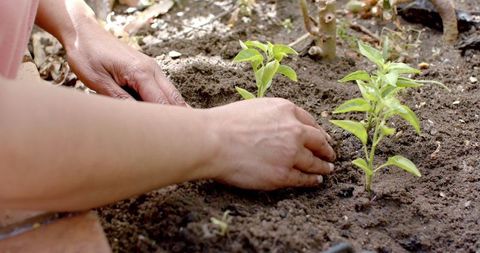 Close-Up of Hands Planting Seedlings in Garden Soil - Download Free Stock Images Pikwizard.com