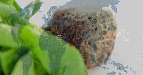Overlaying world map on macro plant leaves and seed pod with digital data nodes network
