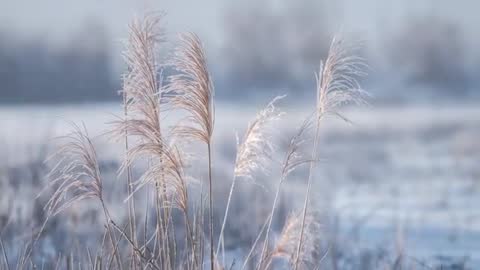 Reed grasses swaying in frozen wetland with falling snow and frosted plumes