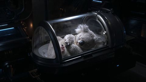 Sleeping juvenile koala curled inside futuristic medical incubator with blue ambient light