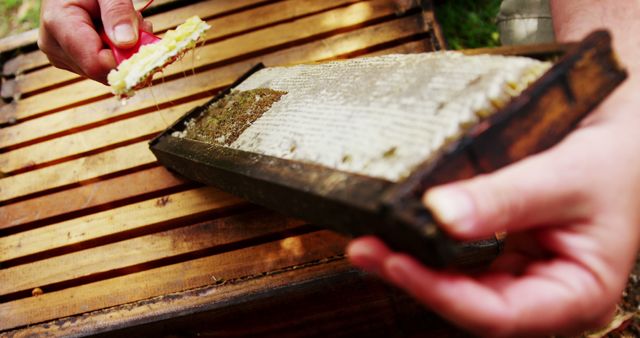 Beekeeper Extracting Honeycomb from Beehive - Download Free Stock Images Pikwizard.com