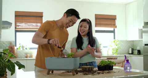 Asian couple potting herbs on sunlit modern kitchen island, indoor gardening lifestyle