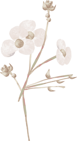 Elegant white flowers illustration with transparent background