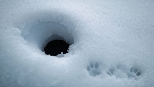 Circular snow hole revealing dark void with small mammal paw prints on pristine snow