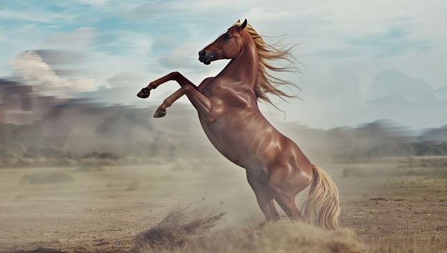 Majestic Chestnut Horse Rearing with Swirling Dust on Grassland
