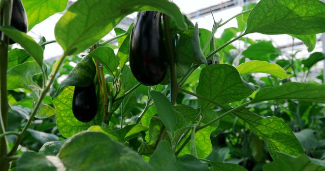 Ripe eggplants hang from their plants in a lush greenhouse environment, with copy space. Cultivation of vegetables like these eggplants is essential for sustainable agriculture and healthy diets.