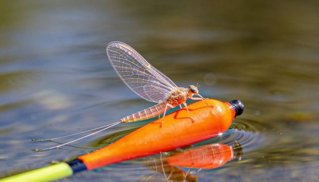 Mayfly perching on bright orange fishing bobber over calm water, macro closeup