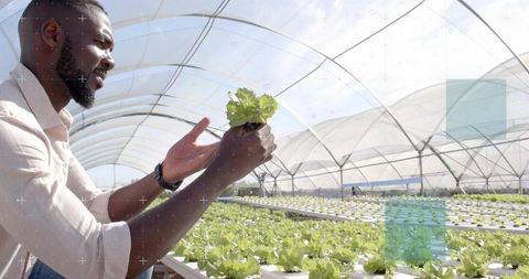 Hydroponic Farmer Examining Seedling in Modern Greenhouse