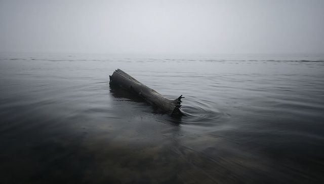 Floating driftwood log creating concentric ripples on misty lake horizon, serene minimal