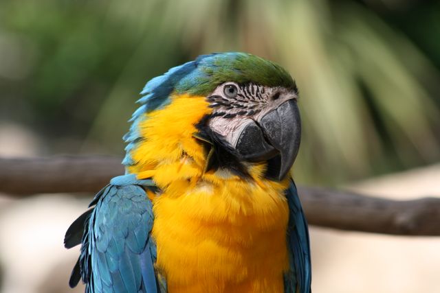 Parrot Macaw Bird - Download Free Stock Photos Pikwizard.com