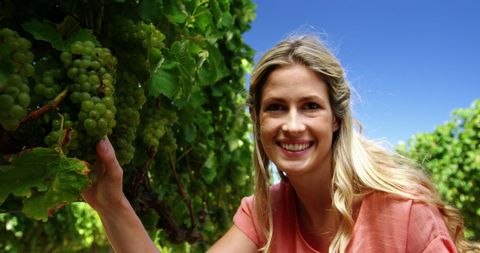 Smiling Woman in Vineyard Harvesting Grapes on Sunny Day - Download Free Stock Images Pikwizard.com