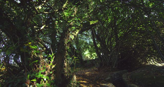 Dense Forest Pathway with Sunlight Filtering Through Leaves - Download Free Stock Images Pikwizard.com