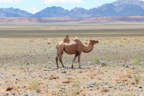 Bactrian funny camel in gobi desert with stunning mountain backdrop