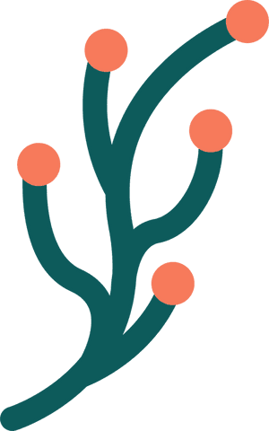 minimalist branching stems with coral nodes on transparent background - Download Free Stock Videos Pikwizard.com