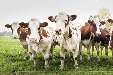 Curious brown and white dairy cows standing at fence on green pasture