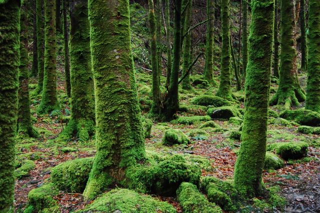 Photo of Trees Covered in Moss - Download Free Stock Photos Pikwizard.com