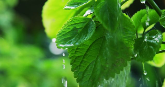 Fresh water droplets fall from vibrant green leaves, with copy space. Nature's cycle is captured as the rain nourishes the plant life, symbolizing growth and renewal.
