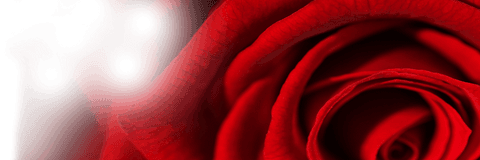 Stunning transparent red rose petal close-up digital art