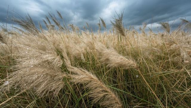 Swaying pampas grass bending in wind, dew-drenched plumes glinting under storm clouds