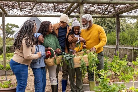 African american family harvesting vegetables in backyard garden under pergola