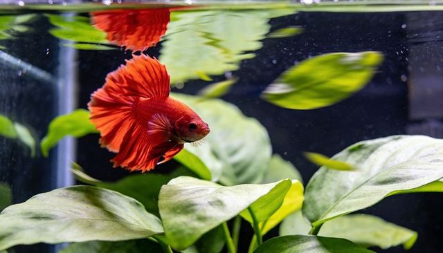 Swimming red betta (siamese fighting fish) with flowing fins in planted aquarium