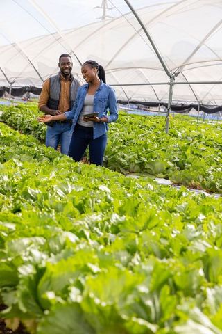 Colleagues using technology in hydroponic farming