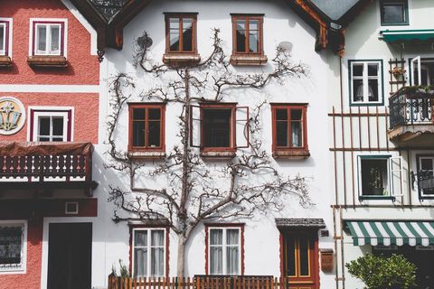 Espaliered vine climbing white townhouse, wooden windows, balcony and colorful facades