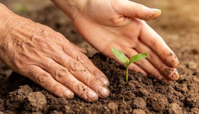Hands nurturing young seedling in sunlit soil close-up gardening sustainability